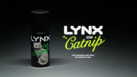 lynx cat  spot