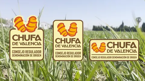 chufa valencia