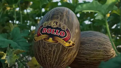 bollo